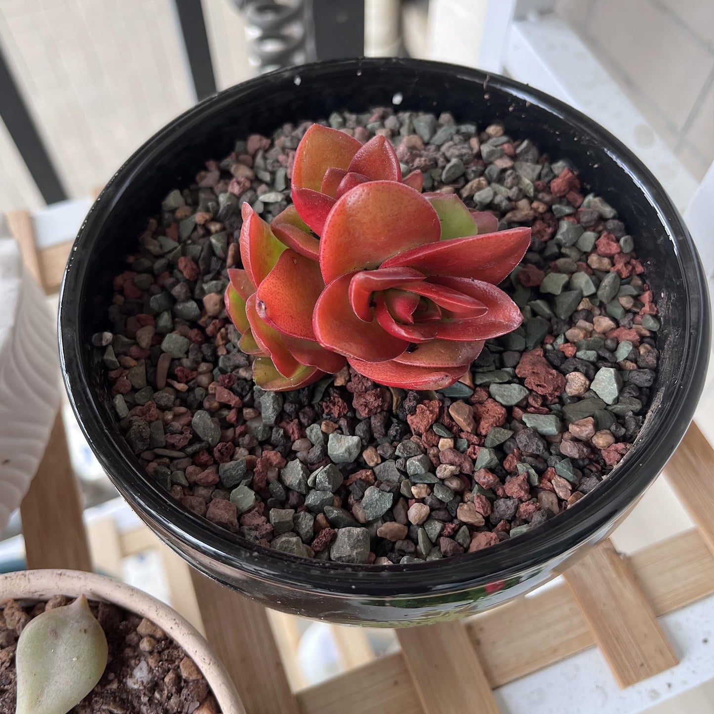 FANTIAN 5 lbs Succulent Cactus Soil Potting Mix,1/4 inch Pumice Pebbles Mix Horticultural Lava Rock for Indoor Plants, Bonsai, Orchid