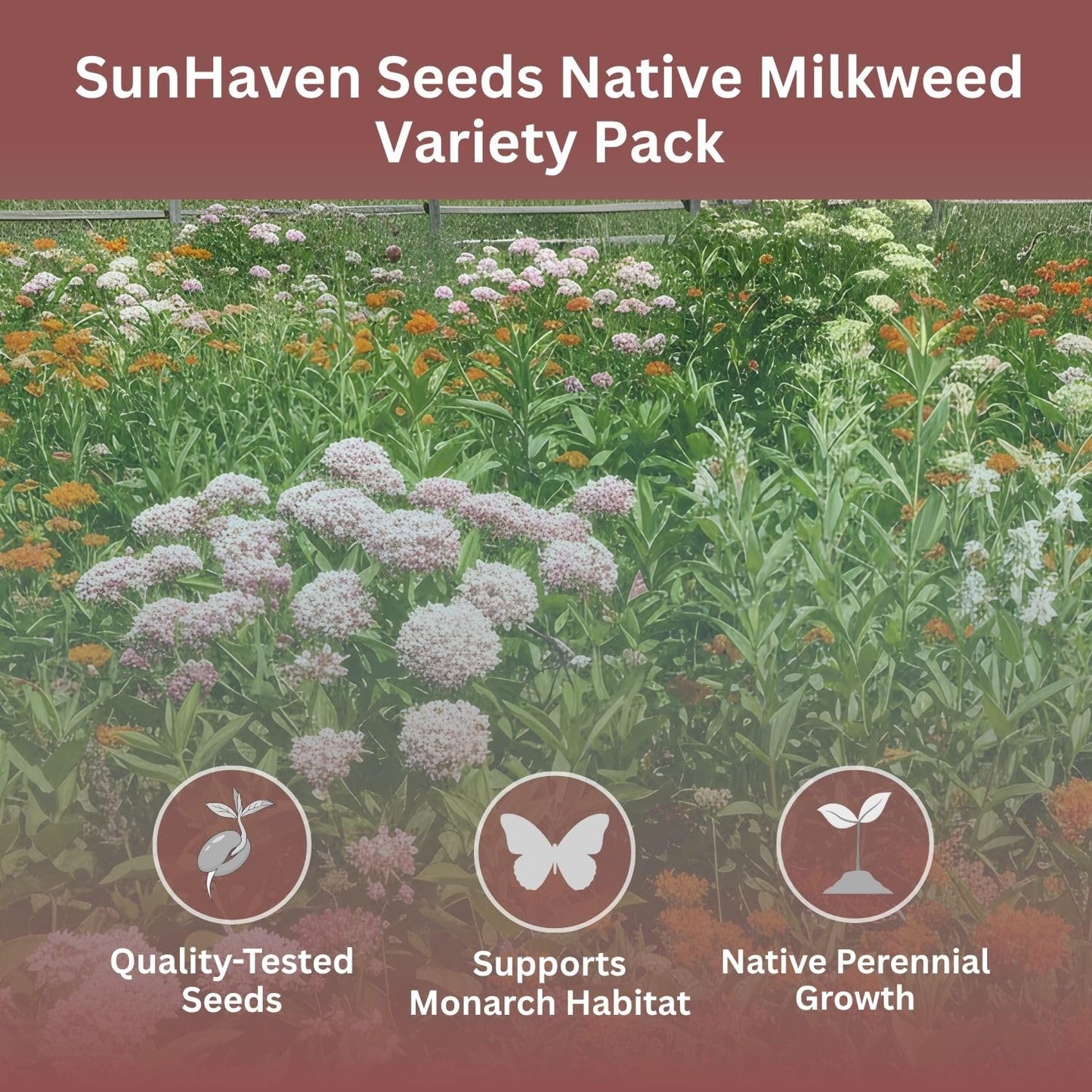 SunHaven Seeds Native Milkweed Variety Pack - 5 Essential Species for Monarch Butterfly Gardens - Common, Swamp, Butterfly Weed, Showy & Narrowleaf - Non-GMO Native Wildflower Seeds for Pollinators