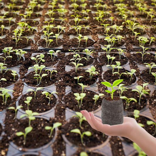 ZeeDix 200 Pcs (30mm) Peat Pellet Fiber Soil Plant Seed Starters- Seed Starter Pellets Pods Compressed Peat Pellets for Grow Herbs, Plant, Flowers, Vegetables, Seed Pods for Planting Easy Transplant