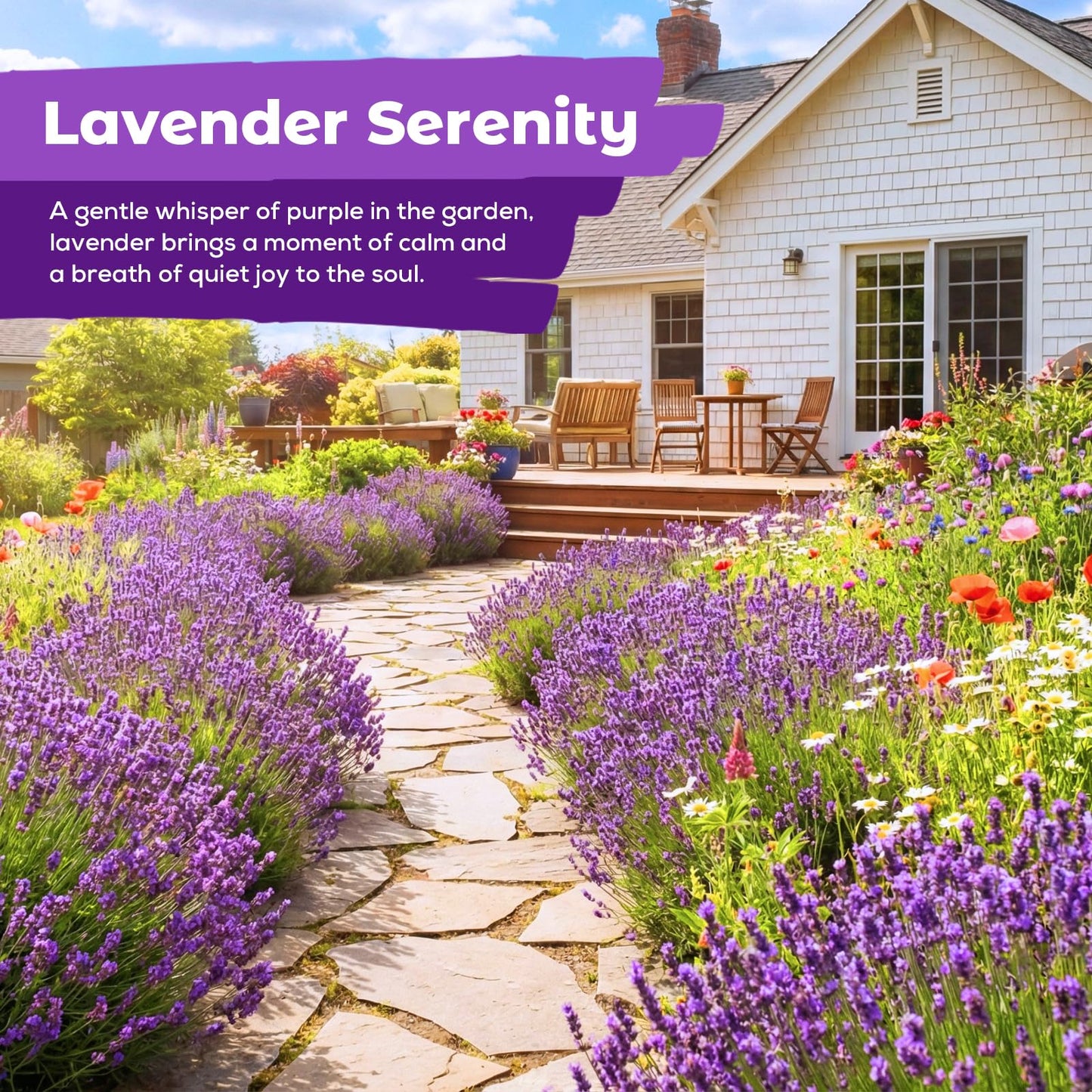 5500+ English Lavender Seeds for Planting Outdoor Heirloom Lavandula Flower Seeds High Germination Fragrant Purple Flowers Indoor Easy to Grow (0.55 oz)