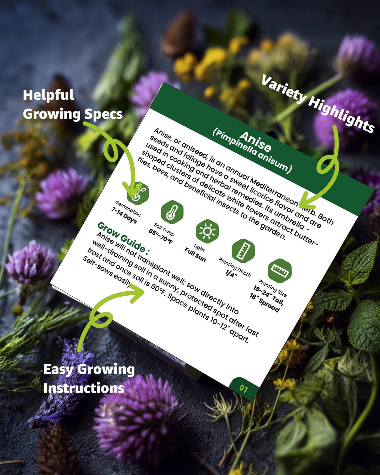 Medicinal & Tea Herb Seeds for Planting - 35 Non-GMO Variety Pack for Indoor/Outdoor Garden: Anise, Bergamot, Borage, Fennel, Chamomile, Dandelion, Oregano, Hyssop, Catnip Seeds & More