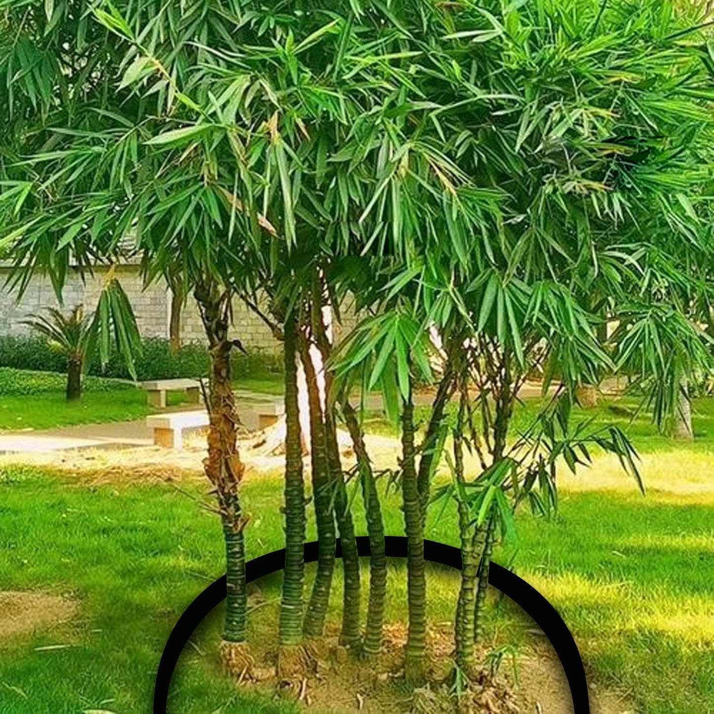 50ft x 24in x 60mil Tree Root Barrier for Landscaping & Protect Roads | Bamboo Barrier Heavy-Duty Root Blocker Rhizome Control Barrier