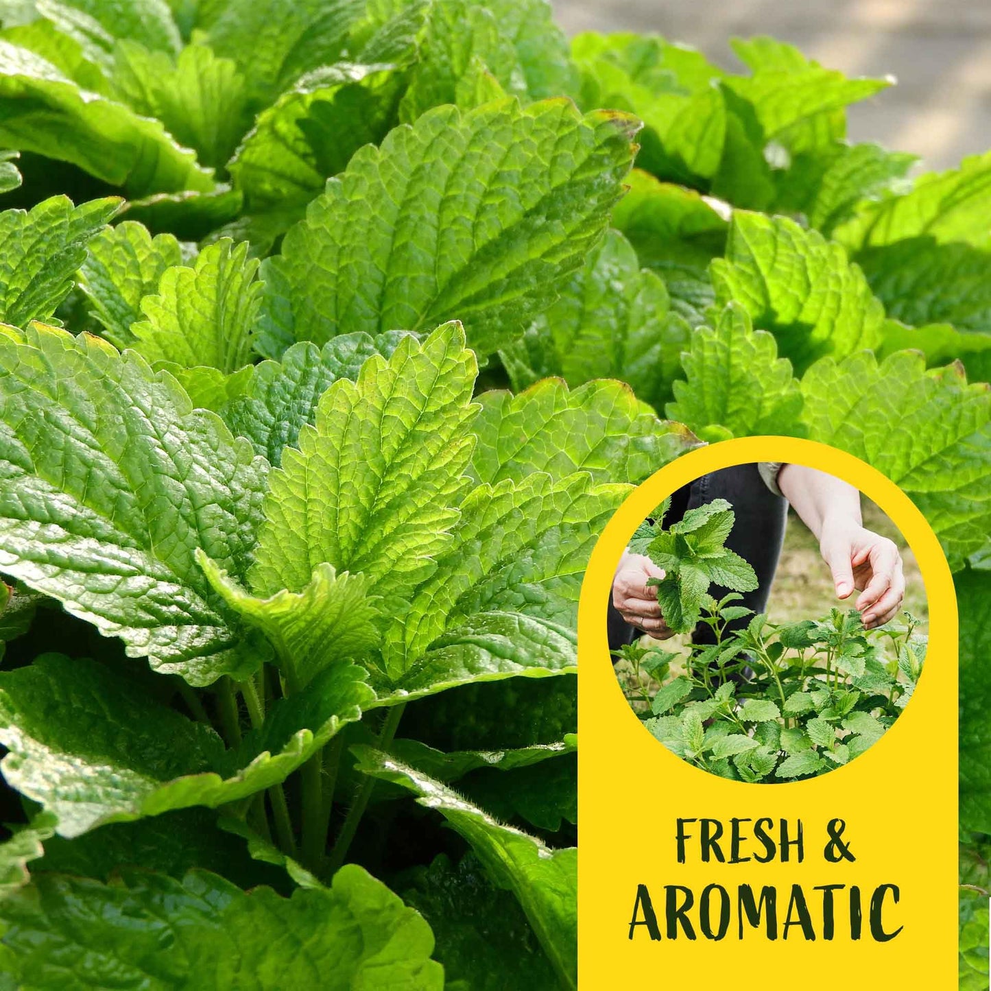 2 Lemon Balm Plants in Cubes | Live Aromatic Culinary Medicinal Herb with Lemon-Scented Foliage | Fast-Growing Perennial Shrub for Teas, Pollinators, Containers & Gardens (Melissa officinalis)