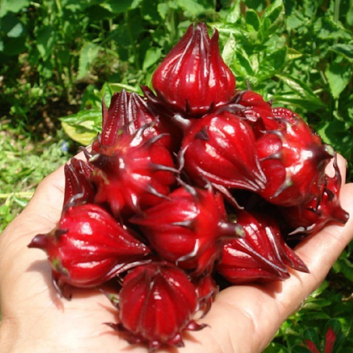 Palm Beach Medicinal Herbs - Red Roselle (Hibiscus sabdariffa) - Packet of 50 Seeds