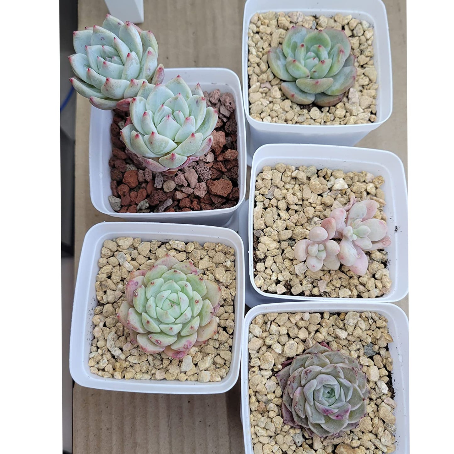 18lb Maifanitum Stones for Succulent Cactus Bonsai Decorative Rocks-Indoor Plants Soil Covers,Horticultural Gravel, Potting Pebbles for Terrarium, Fairy Gardening, Top Dressing
