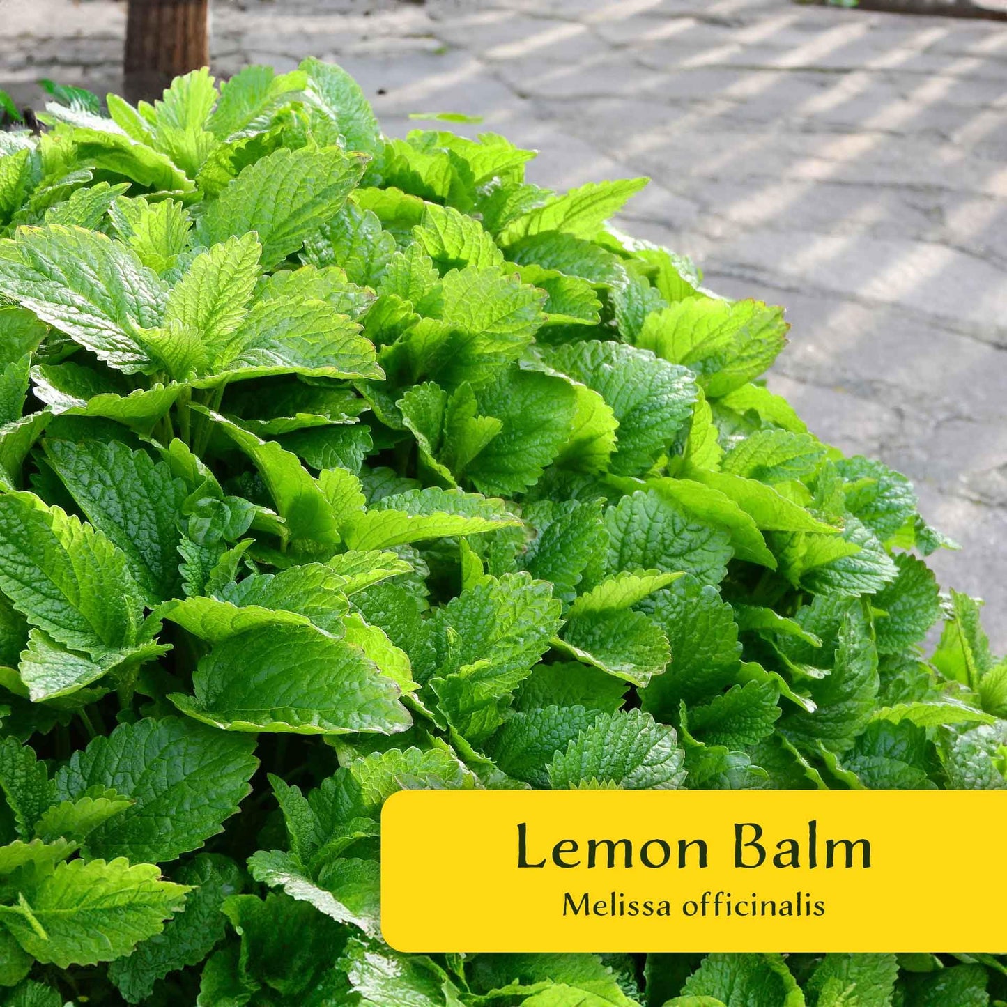 2 Lemon Balm Plants in Cubes | Live Aromatic Culinary Medicinal Herb with Lemon-Scented Foliage | Fast-Growing Perennial Shrub for Teas, Pollinators, Containers & Gardens (Melissa officinalis)