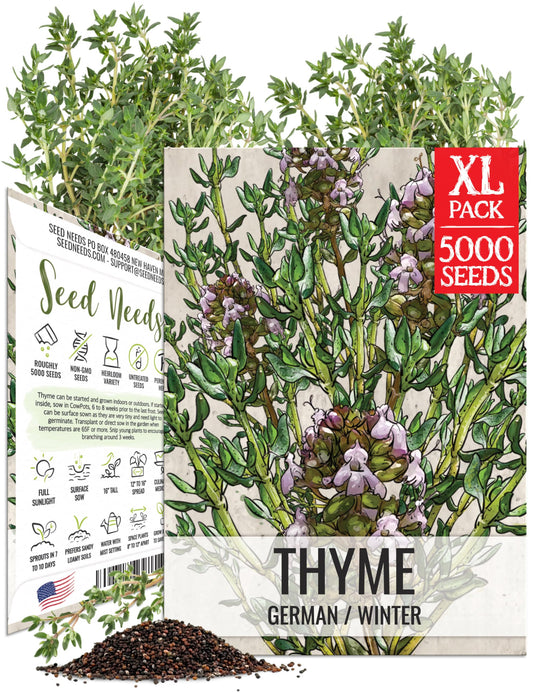 Seed Needs Thyme Seeds for Planting - Non-GMO Heirloom & Untreated Perennial Herb Seed to Plant a Culinary Kitchen Garden Indoors or Outdoors (XL Pack)