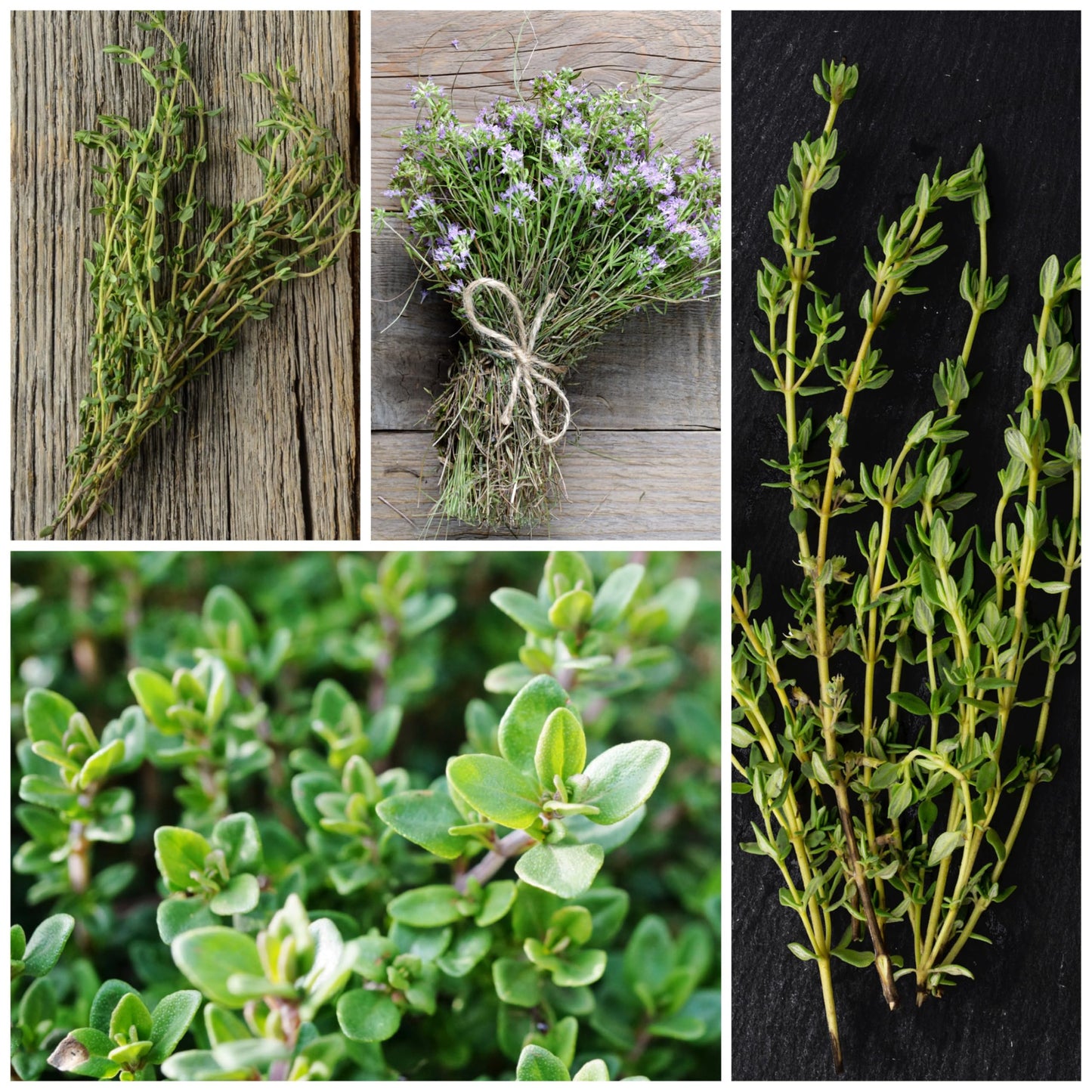 Seed Needs Thyme Seeds for Planting - Non-GMO Heirloom & Untreated Perennial Herb Seed to Plant a Culinary Kitchen Garden Indoors or Outdoors (XL Pack)