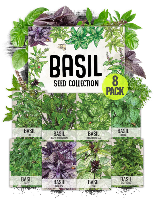 Seed Needs Culinary Basil Herb Seed Packet Collection (8 Individual Basil Seed Varieties for Planting) Non-GMO & Untreated Kitchen Herbs to Plant Indoors/Outdoors