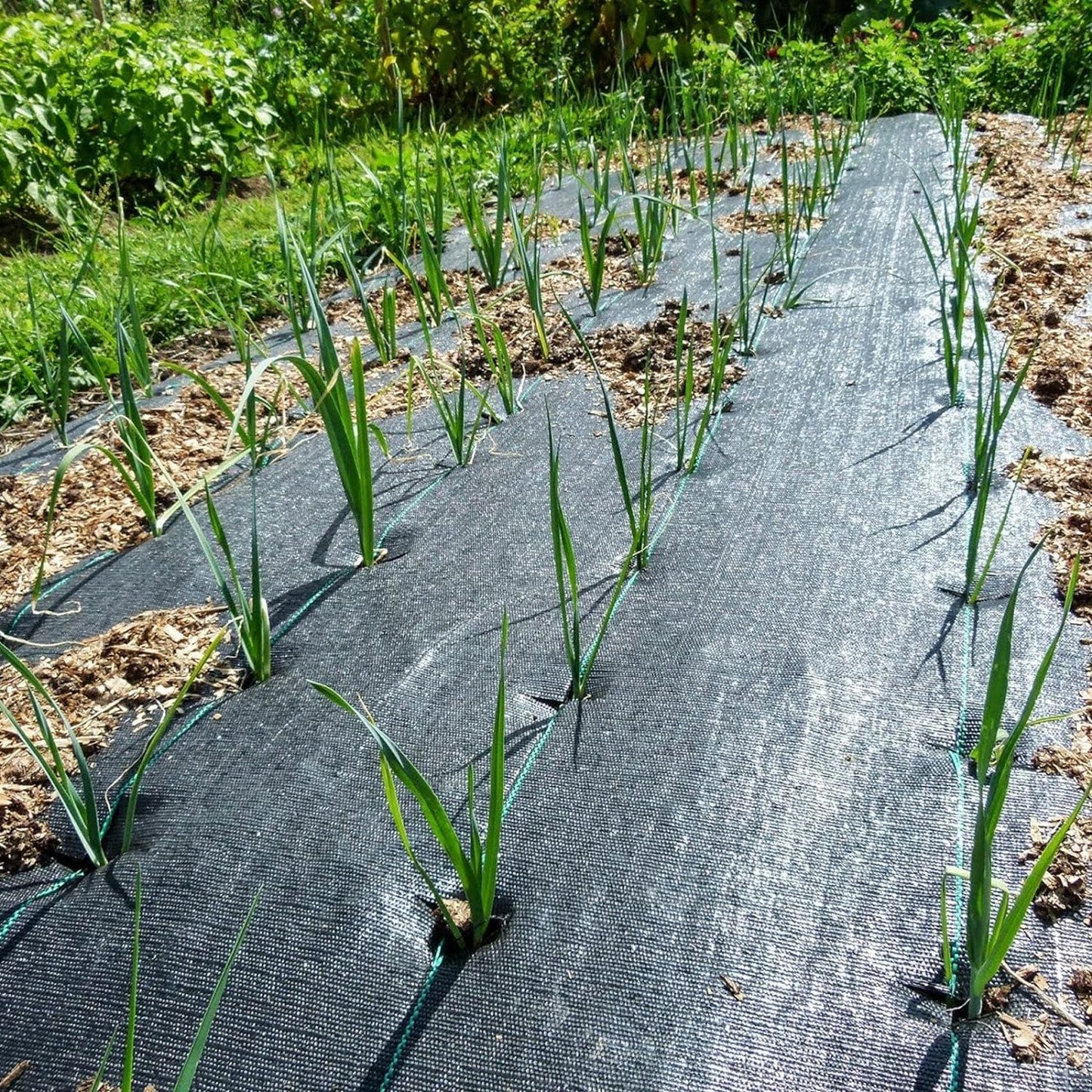 Groweco Weed Barrier Landscape Fabric Heavy Duty 3FT x 100FT Garden Fabric Weed Mat Ground Cover,Weed Barrier Fabric Gardening Mulch,Landscaping Fabric Weed Blocker,Weed Cloth Garden Bed Cover