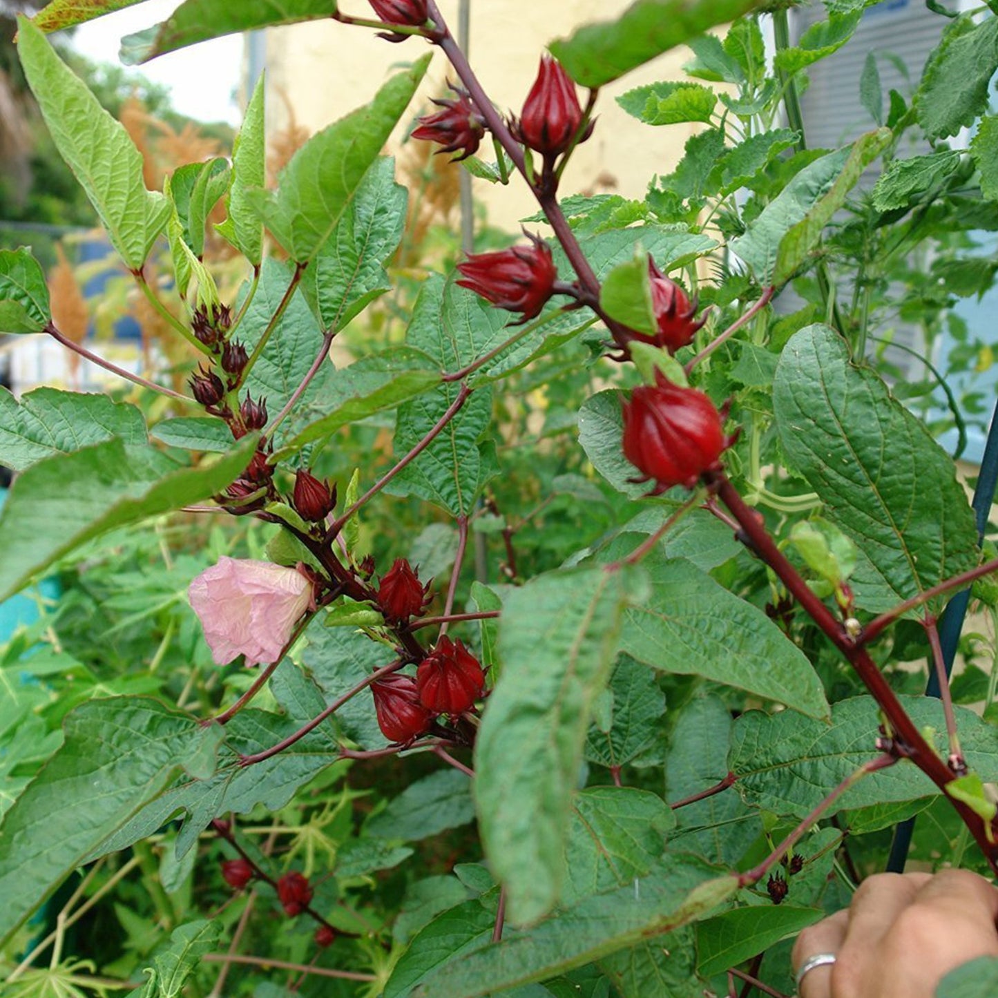 Palm Beach Medicinal Herbs - Red Roselle (Hibiscus sabdariffa) - Packet of 50 Seeds