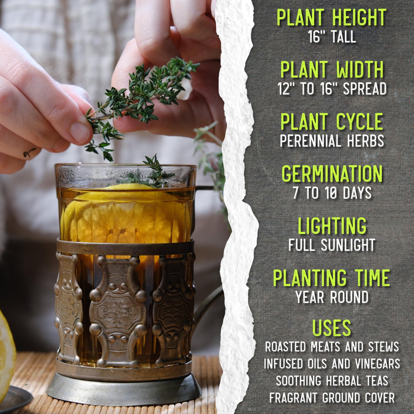 Seed Needs Thyme Seeds for Planting - Non-GMO Heirloom & Untreated Perennial Herb Seed to Plant a Culinary Kitchen Garden Indoors or Outdoors (XL Pack)