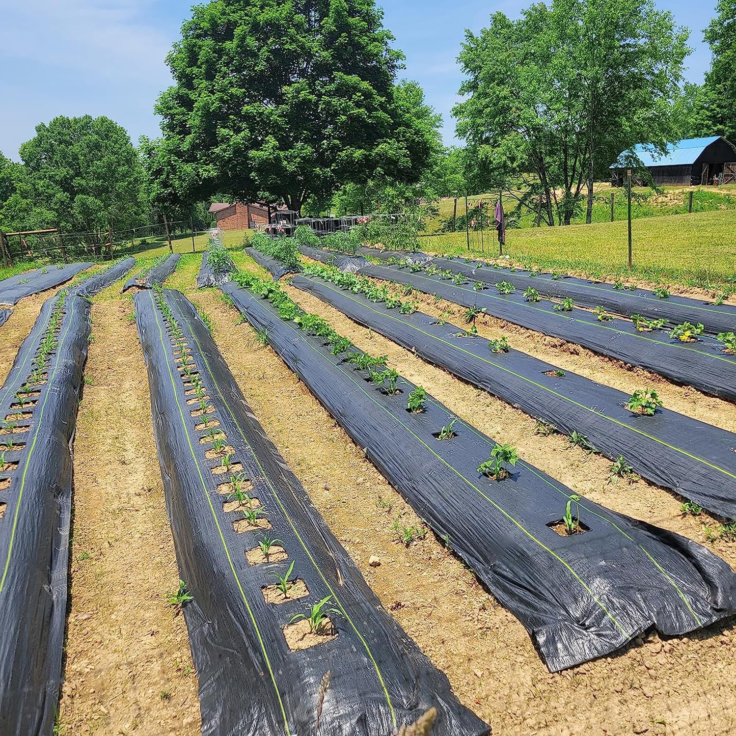 KANAGAWA 3oz Heavy Duty 4ft x 300ft Weed Barrier Fabric Professional Woven Landscape Ground Cover with 90 Landscape Staples, Landscape Fabric Density for Driveway Garden Yard Greenhouse Gardening