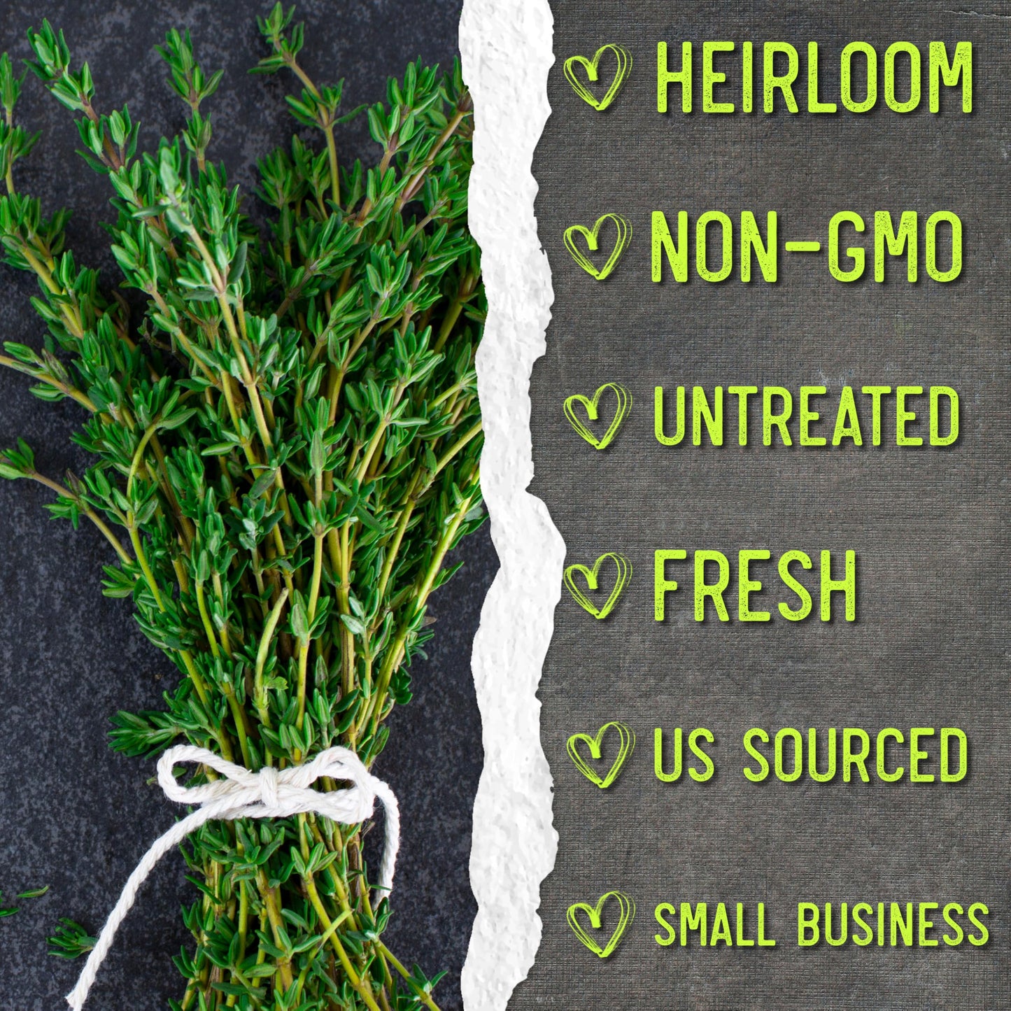 Seed Needs Thyme Seeds for Planting - Non-GMO Heirloom & Untreated Perennial Herb Seed to Plant a Culinary Kitchen Garden Indoors or Outdoors (XL Pack)